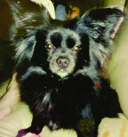 Image of nini, Lost Dog
