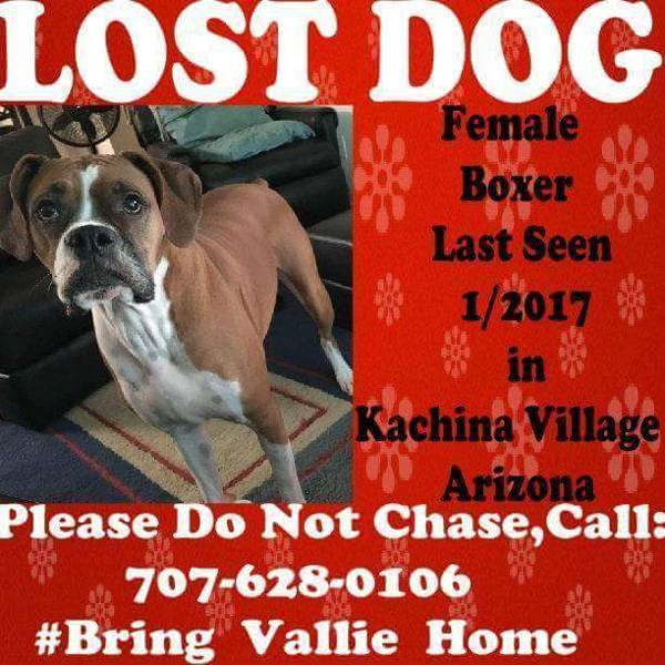 Image of Vallie, Lost Dog
