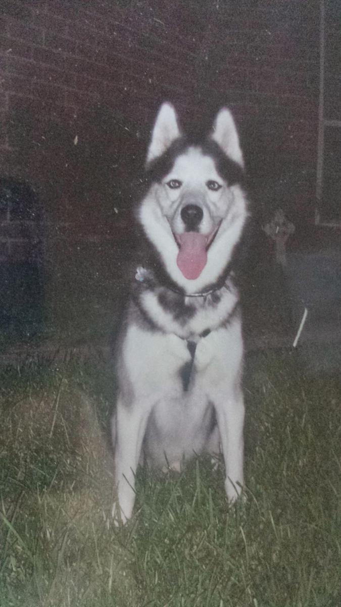 Image of Shadow, Lost Dog