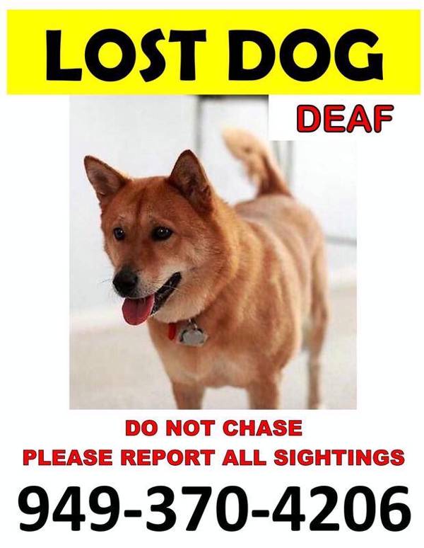 Image of Kimchi, Lost Dog