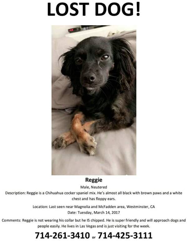 Image of Reggie, Lost Dog