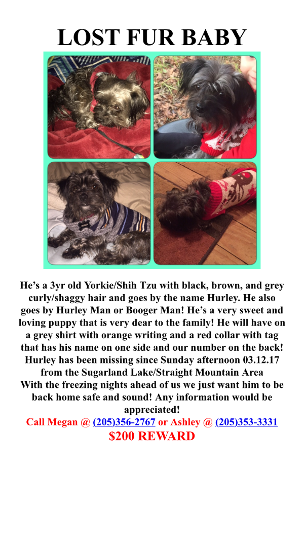 Image of Hurley, Lost Dog