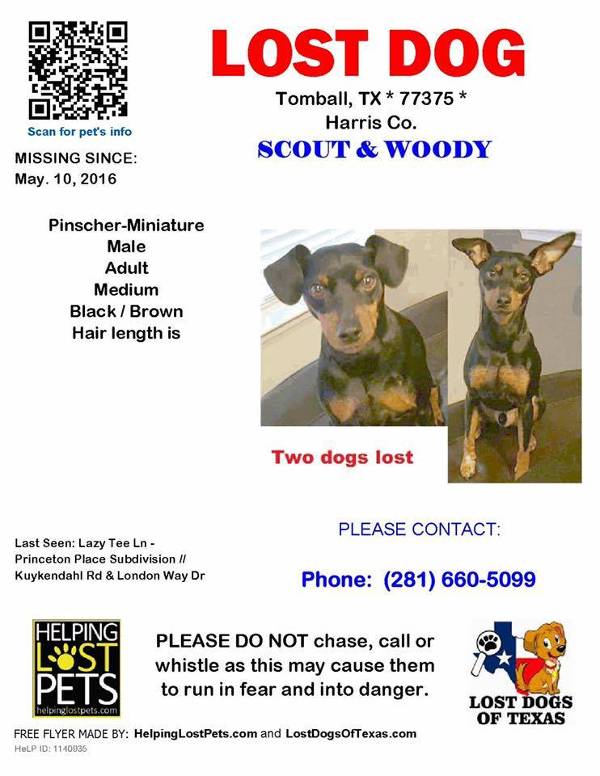 Image of Scout&Woody, Lost Dog