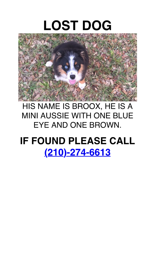 Image of Broox, Lost Dog