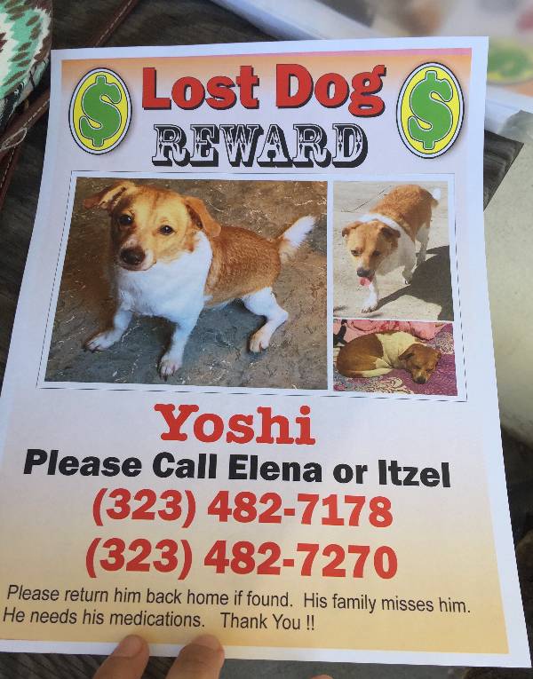Image of Yoshi, Lost Dog