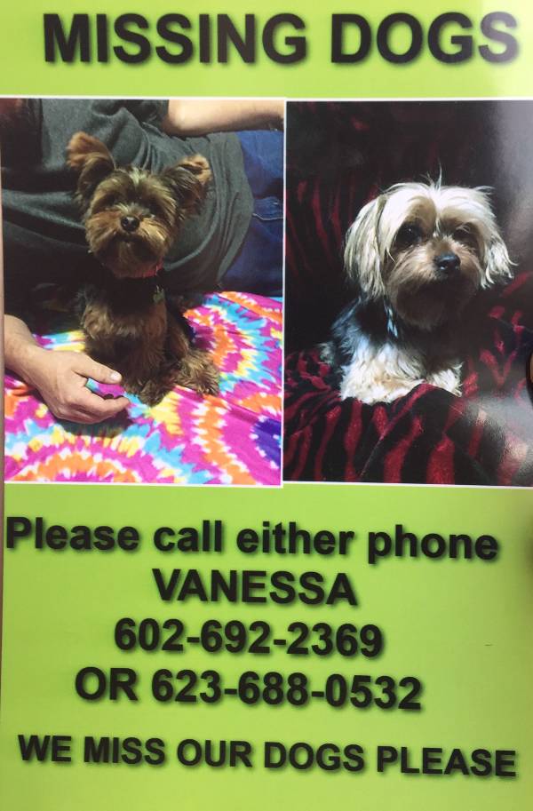 Image of Mary Lou, Lost Dog
