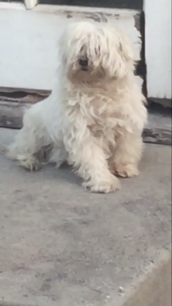 Image of Monyo, Lost Dog