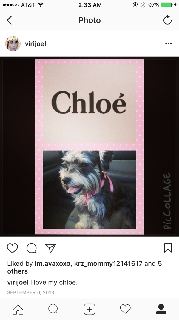Image of Chloe Martinez, Lost Dog