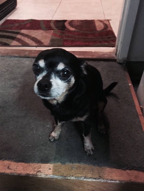 Image of Squirt, Lost Dog