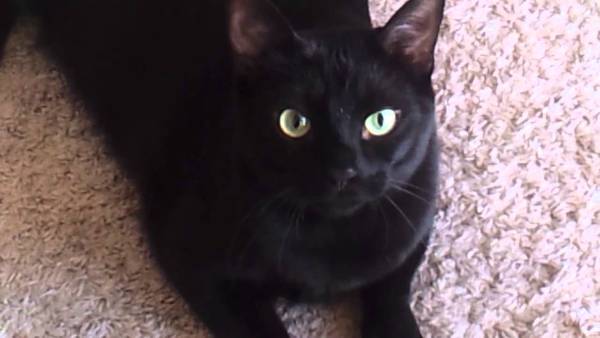 Image of Salem (wearing greed collar, green eyes), Lost Cat