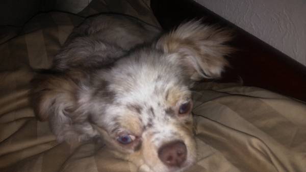 Image of gizmo, Lost Dog