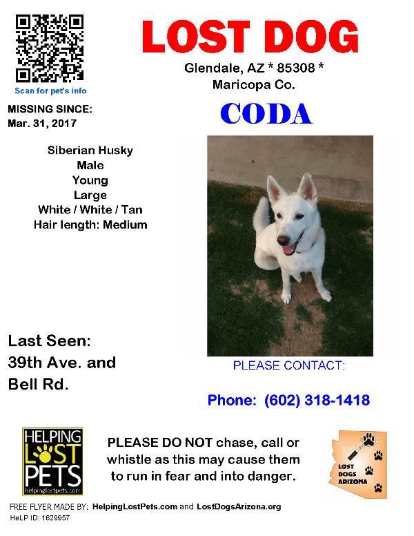 Image of Coda, Lost Dog
