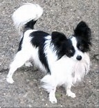 Image of WICHU, Lost Dog