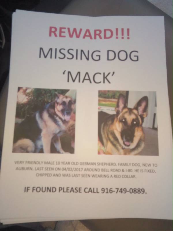 Image of Mack, Lost Dog