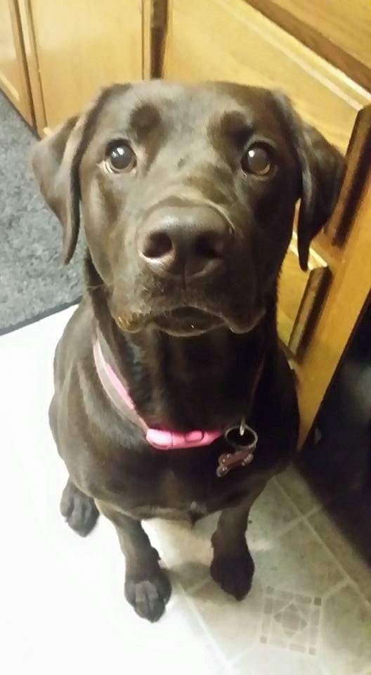 Image of HerShey, Lost Dog