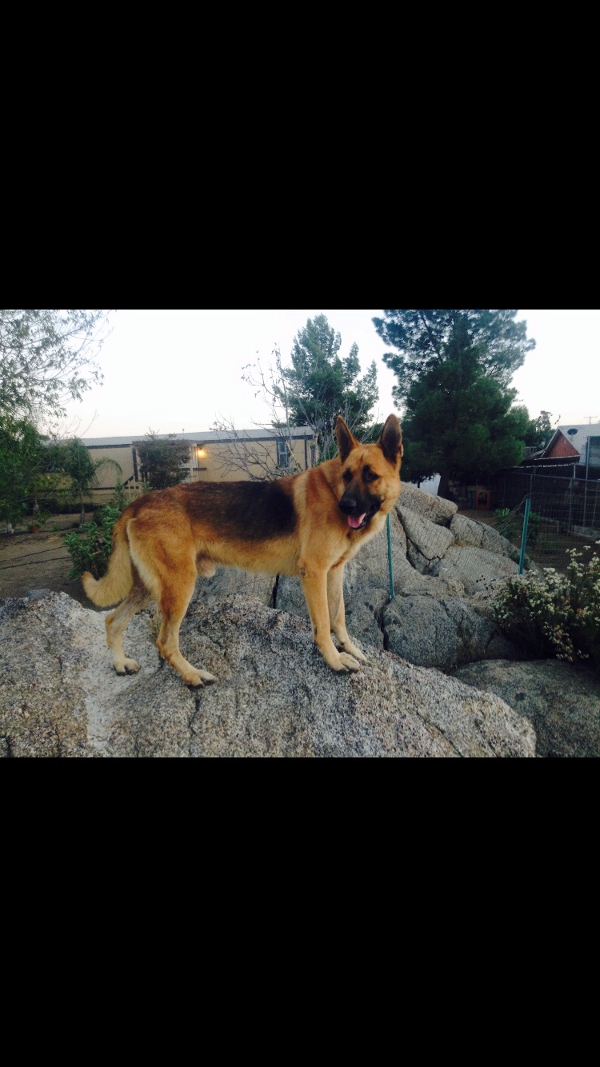 Image of Travi, Lost Dog