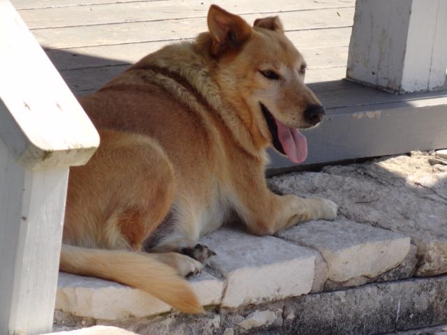 Image of Buddy, Lost Dog