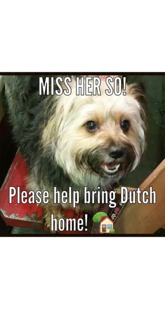 Image of Dutchess, Lost Dog