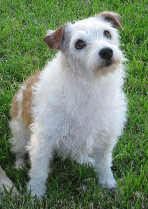 Image of Tobi, Lost Dog
