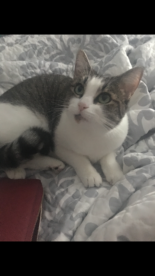 Image of Tina, Lost Cat