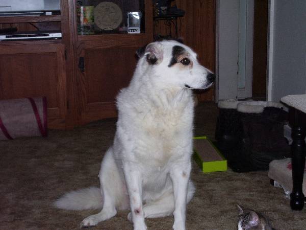 Image of molly, Lost Dog