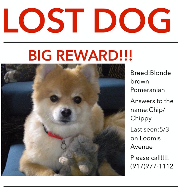 Image of Chippy/chip, Lost Dog