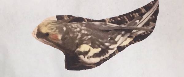 Image of Peso Ahumada, Lost Bird