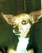 Image of Tia, Lost Dog
