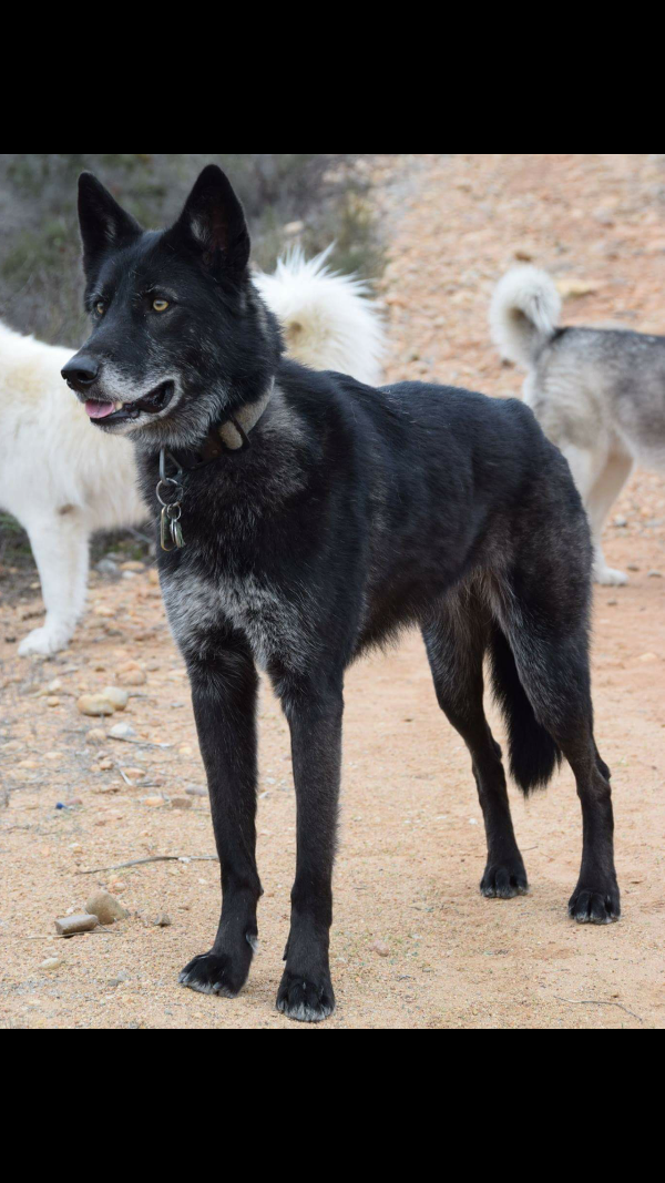 Image of Tala, Lost Dog