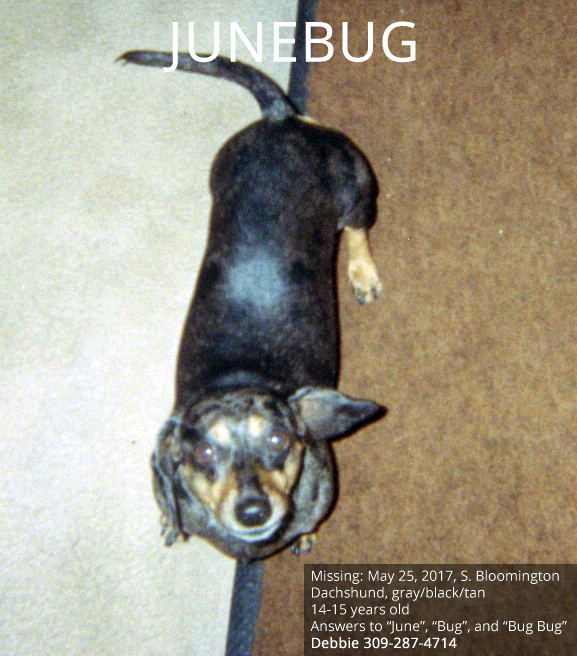 Image of Junebug, Lost Dog