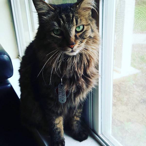 Image of Isabel, Lost Cat