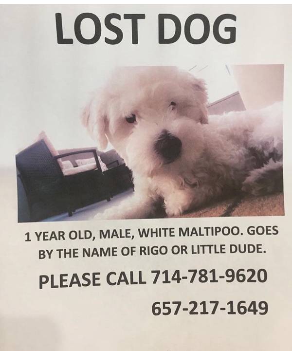 Image of Ringo, Lost Dog