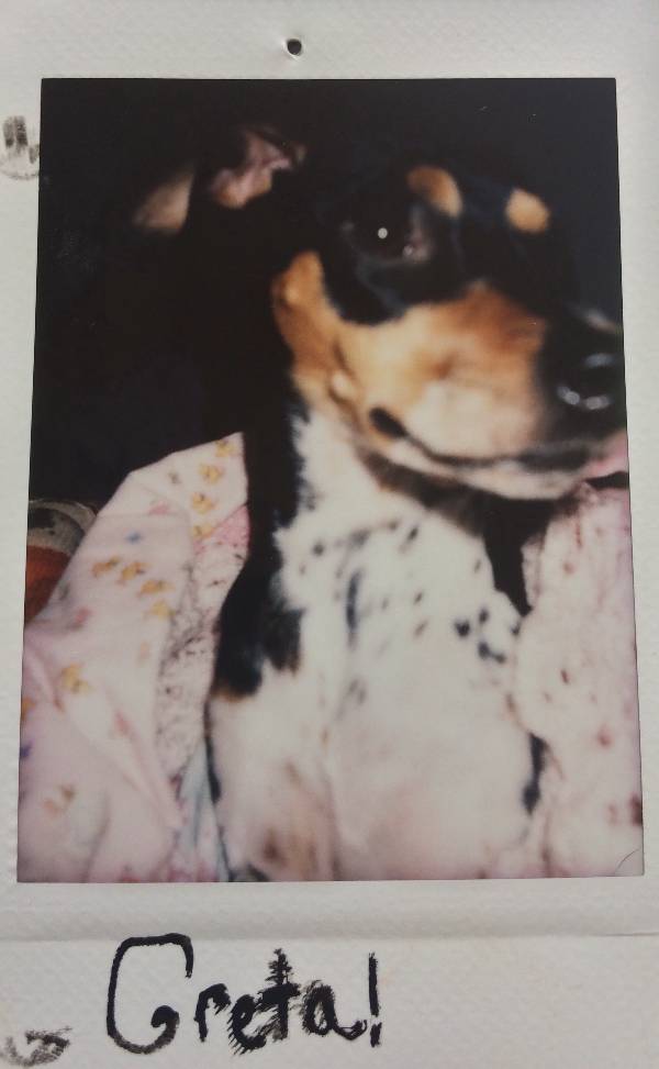 Image of Greta, Lost Dog