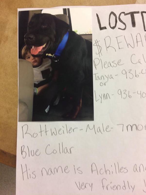 Image of Achilles, Lost Dog