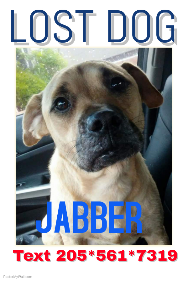 Image of Jabber, Lost Dog