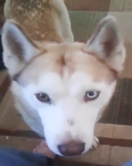 Image of Kisa-Bella, Lost Dog