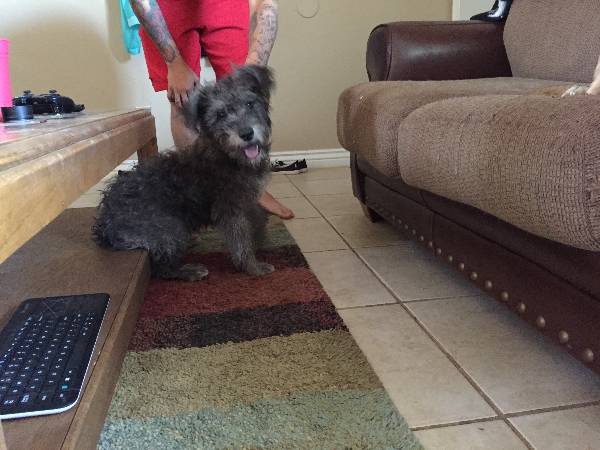 Image of Unknown- call him Rosco, Found Dog