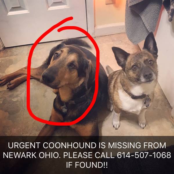Image of Coony, Lost Dog