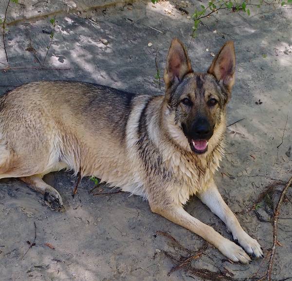 Image of Tzofia, Lost Dog