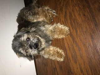 Image of unknown, Found Dog