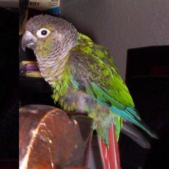 Image of Paulie, Lost Bird