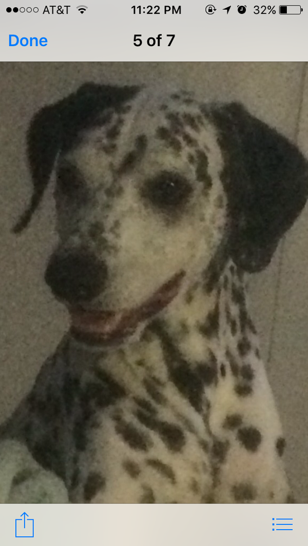 Image of P.D., Lost Dog