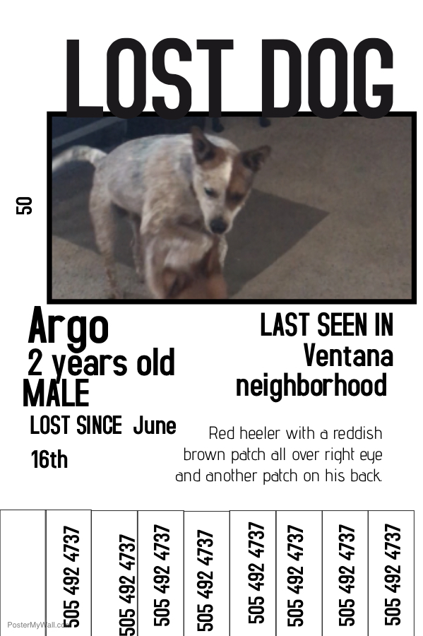 Image of Argo, Lost Dog