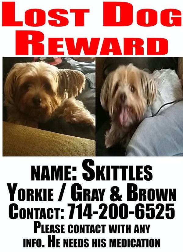 Image of Skittles, Lost Dog