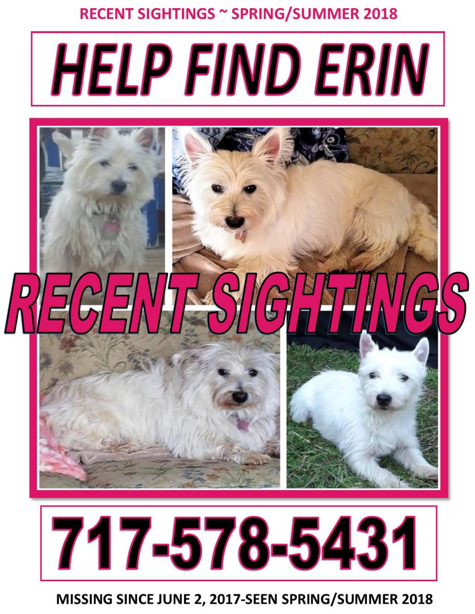 Image of Erin, Lost Dog