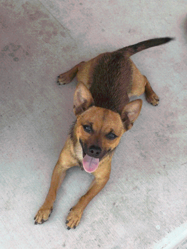 Image of Moz, Lost Dog