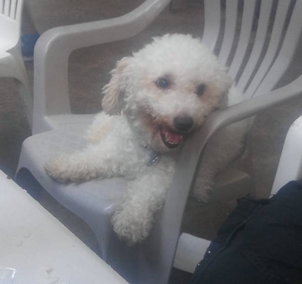 Image of Cuate, Lost Dog