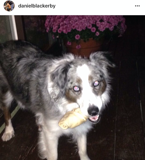 Image of Rue, Lost Dog