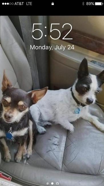 Image of Dobbie & Patches, Lost Dog