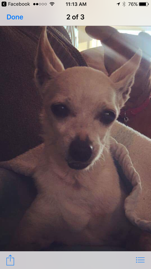 Image of Spike, Lost Dog